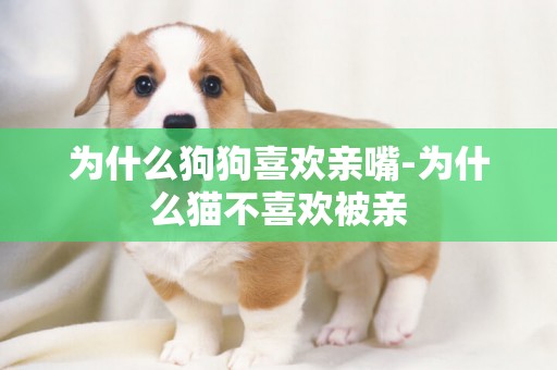 為什么狗狗喜歡親嘴-為什么貓不喜歡被親