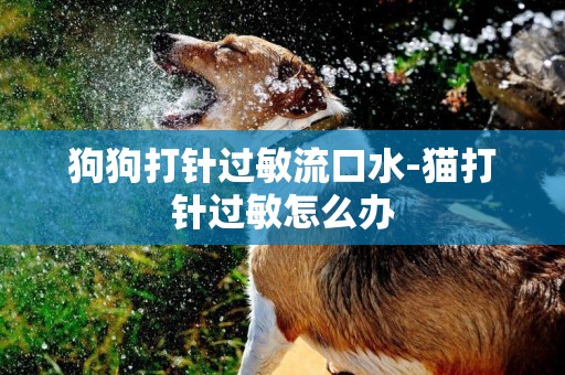 狗狗打針過敏流口水-貓打針過敏怎么辦