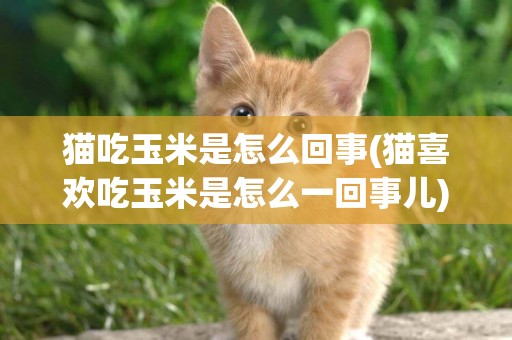 貓吃玉米是怎么回事(貓喜歡吃玉米是怎么一回事兒)