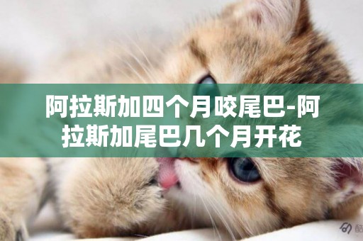 阿拉斯加四個月咬尾巴-阿拉斯加尾巴幾個月開花