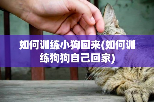 如何訓練小狗回來(如何訓練狗狗自己回家)
