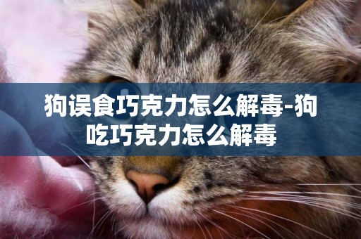 狗誤食巧克力怎么解毒-狗吃巧克力怎么解毒