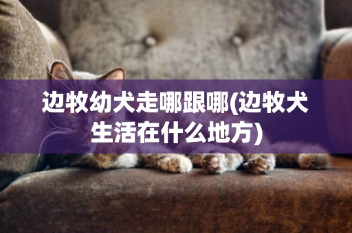 邊牧幼犬走哪跟哪(邊牧犬生活在什么地方)