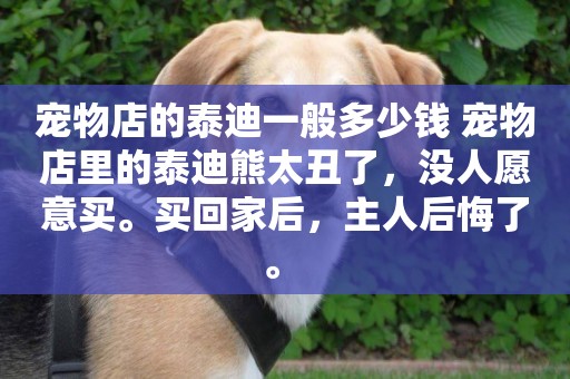寵物店的泰迪一般多少錢 寵物店里的泰迪熊太丑了，沒人愿意買。買回家后，主人后悔了。 