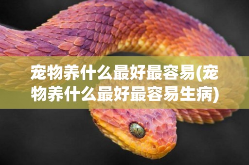 寵物養什么最好最容易(寵物養什么最好最容易生病)