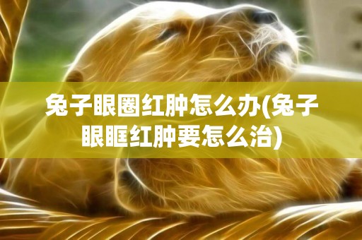兔子眼圈紅腫怎么辦(兔子眼眶紅腫要怎么治)
