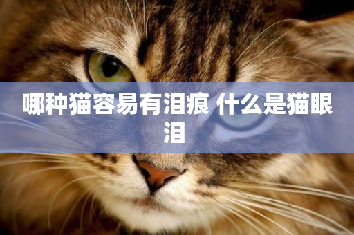 哪種貓容易有淚痕 什么是貓眼淚 