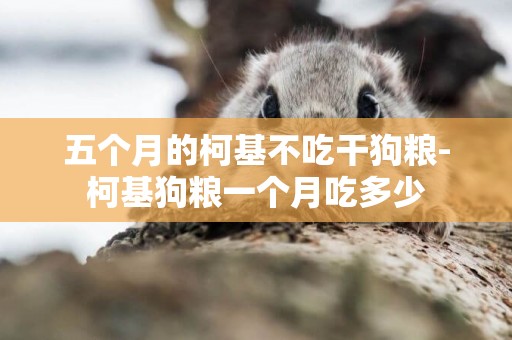 五個月的柯基不吃干狗糧-柯基狗糧一個月吃多少