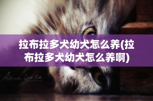 拉布拉多犬幼犬怎么養(拉布拉多犬幼犬怎么養啊)