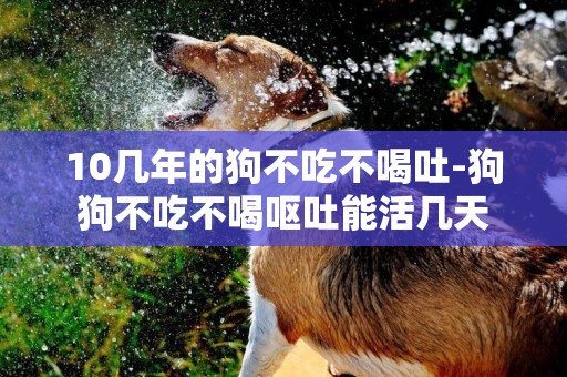 10幾年的狗不吃不喝吐-狗狗不吃不喝嘔吐能活幾天