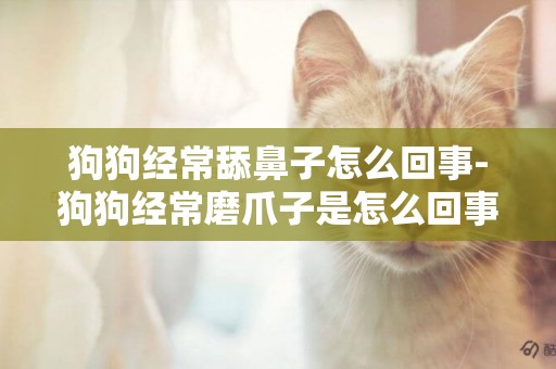 狗狗經常舔鼻子怎么回事-狗狗經常磨爪子是怎么回事
