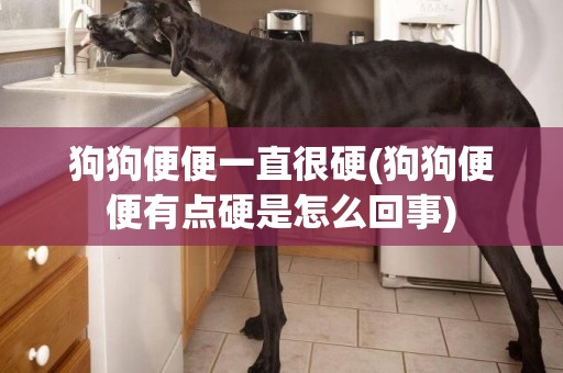 狗狗便便一直很硬(狗狗便便有點硬是怎么回事)