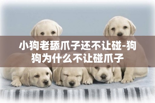 小狗老舔爪子還不讓碰-狗狗為什么不讓碰爪子