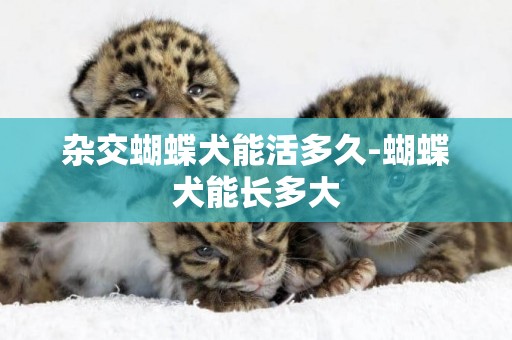 雜交蝴蝶犬能活多久-蝴蝶犬能長多大
