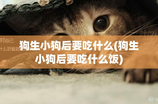 狗生小狗后要吃什么(狗生小狗后要吃什么飯)