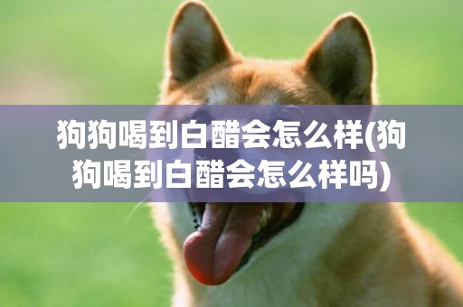 狗狗喝到白醋會怎么樣(狗狗喝到白醋會怎么樣嗎)