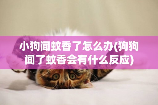 小狗聞蚊香了怎么辦(狗狗聞了蚊香會有什么反應)