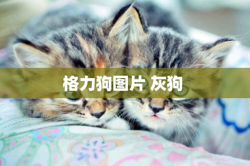 格力狗圖片 灰狗 