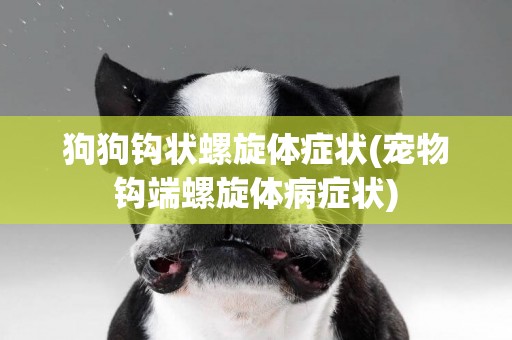 狗狗鉤狀螺旋體癥狀(寵物鉤端螺旋體病癥狀)