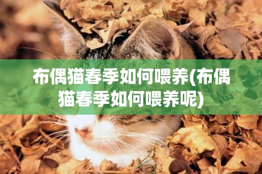 布偶貓春季如何喂養(布偶貓春季如何喂養呢)