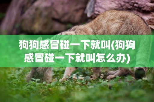 狗狗感冒碰一下就叫(狗狗感冒碰一下就叫怎么辦)