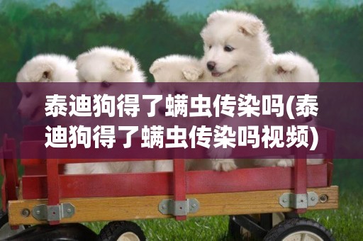 泰迪狗得了螨蟲傳染嗎(泰迪狗得了螨蟲傳染嗎視頻)
