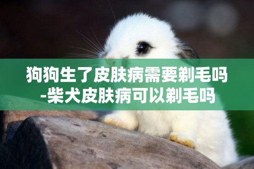 狗狗生了皮膚病需要剃毛嗎-柴犬皮膚病可以剃毛嗎