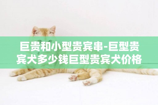 巨貴和小型貴賓串-巨型貴賓犬多少錢巨型貴賓犬價格