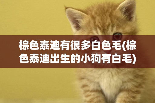 棕色泰迪有很多白色毛(棕色泰迪出生的小狗有白毛)