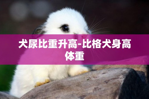 犬尿比重升高-比格犬身高體重