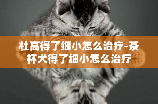 杜高得了細小怎么治療-茶杯犬得了細小怎么治療