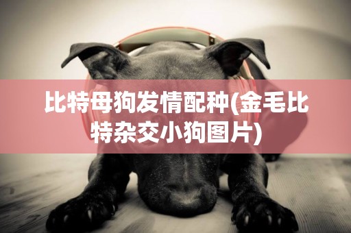 比特母狗發情配種(金毛比特雜交小狗圖片)