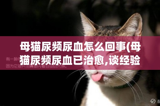 母貓尿頻尿血怎么回事(母貓尿頻尿血已治愈,談經驗)
