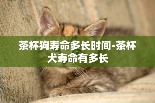 茶杯狗壽命多長時間-茶杯犬壽命有多長