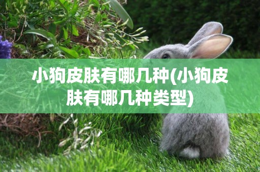 小狗皮膚有哪幾種(小狗皮膚有哪幾種類型)
