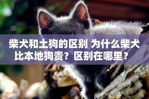 柴犬和土狗的區別 為什么柴犬比本地狗貴？區別在哪里？ 