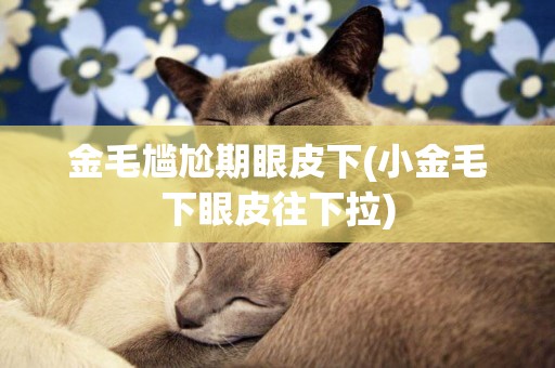 金毛尷尬期眼皮下(小金毛下眼皮往下拉)