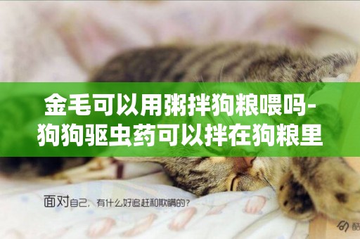 金毛可以用粥拌狗糧喂嗎-狗狗驅蟲藥可以拌在狗糧里嗎