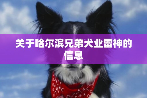 關于哈爾濱兄弟犬業雷神的信息