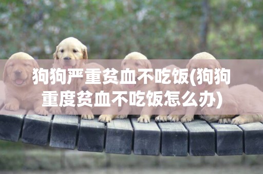 狗狗嚴重貧血不吃飯(狗狗重度貧血不吃飯怎么辦)