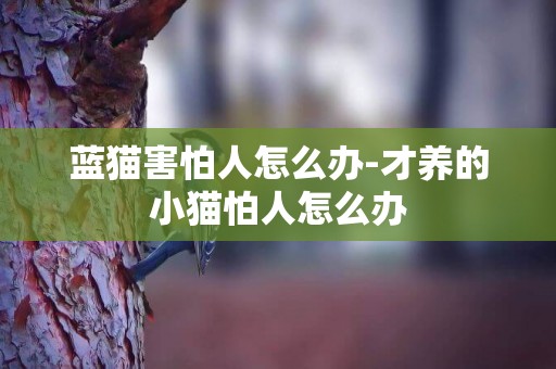 藍貓害怕人怎么辦-才養的小貓怕人怎么辦