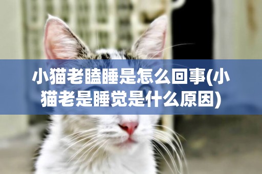 小貓老瞌睡是怎么回事(小貓老是睡覺是什么原因)