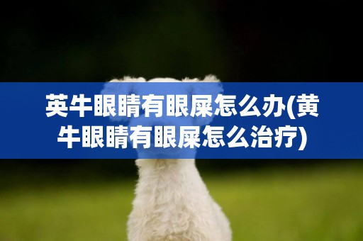 英牛眼睛有眼屎怎么辦(黃牛眼睛有眼屎怎么治療)