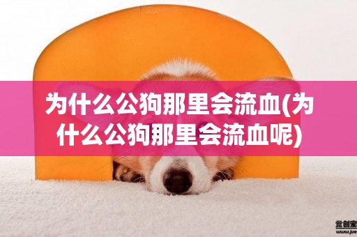 為什么公狗那里會流血(為什么公狗那里會流血呢)
