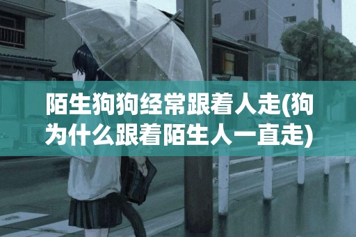 陌生狗狗經常跟著人走(狗為什么跟著陌生人一直走)