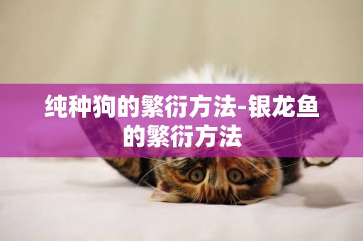 純種狗的繁衍方法-銀龍魚的繁衍方法