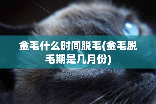 金毛什么時間脫毛(金毛脫毛期是幾月份)