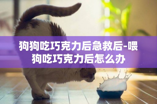 狗狗吃巧克力后急救后-喂狗吃巧克力后怎么辦