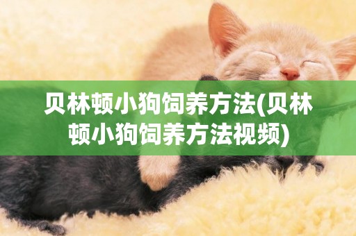 貝林頓小狗飼養方法(貝林頓小狗飼養方法視頻)