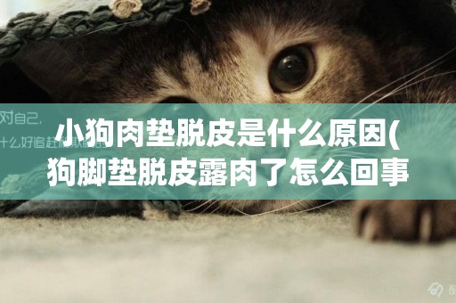 小狗肉墊脫皮是什么原因(狗腳墊脫皮露肉了怎么回事)